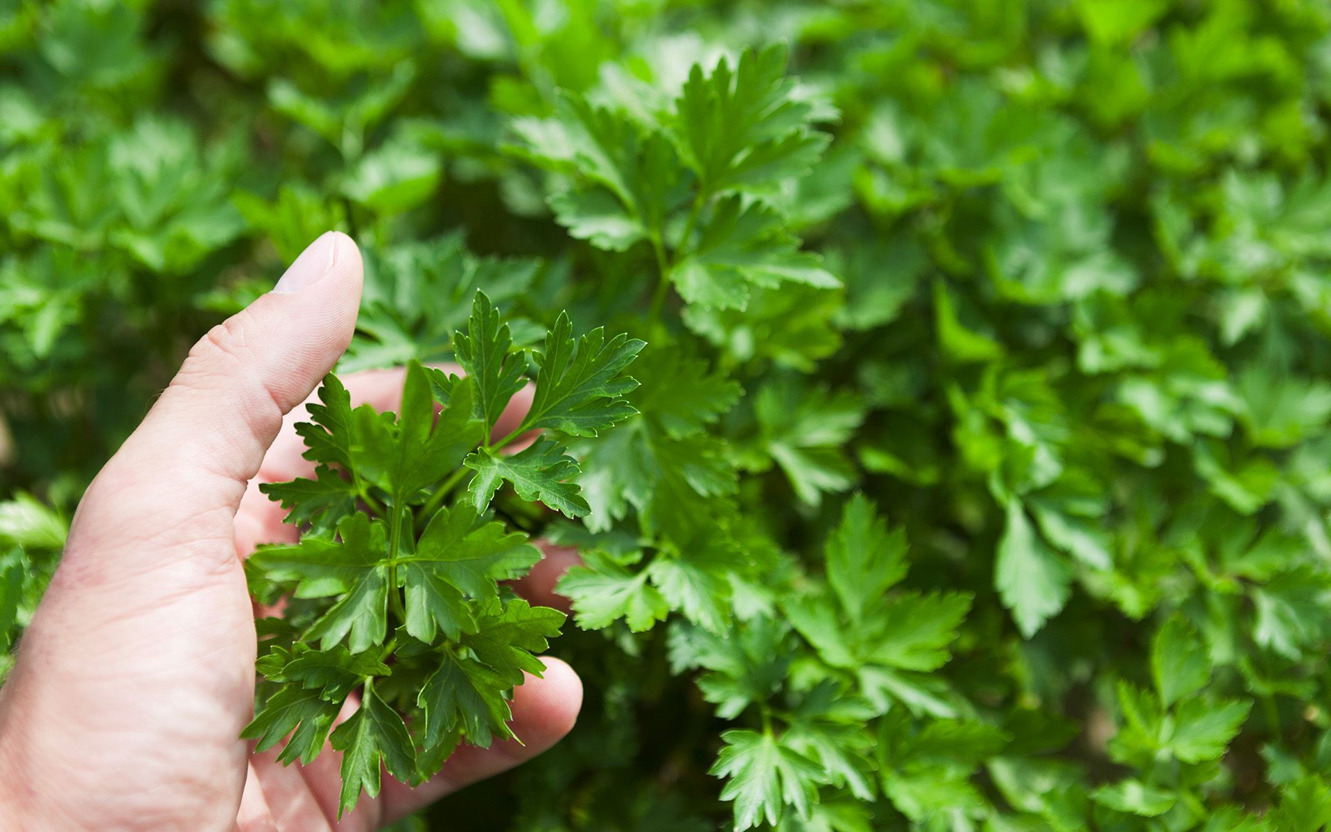 Alla scoperta delle spezie e delle erbe aromatiche in cucina